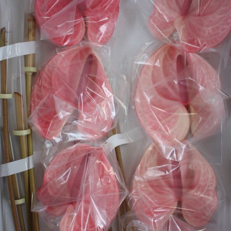 Anthurium Candy Anthurium Candy