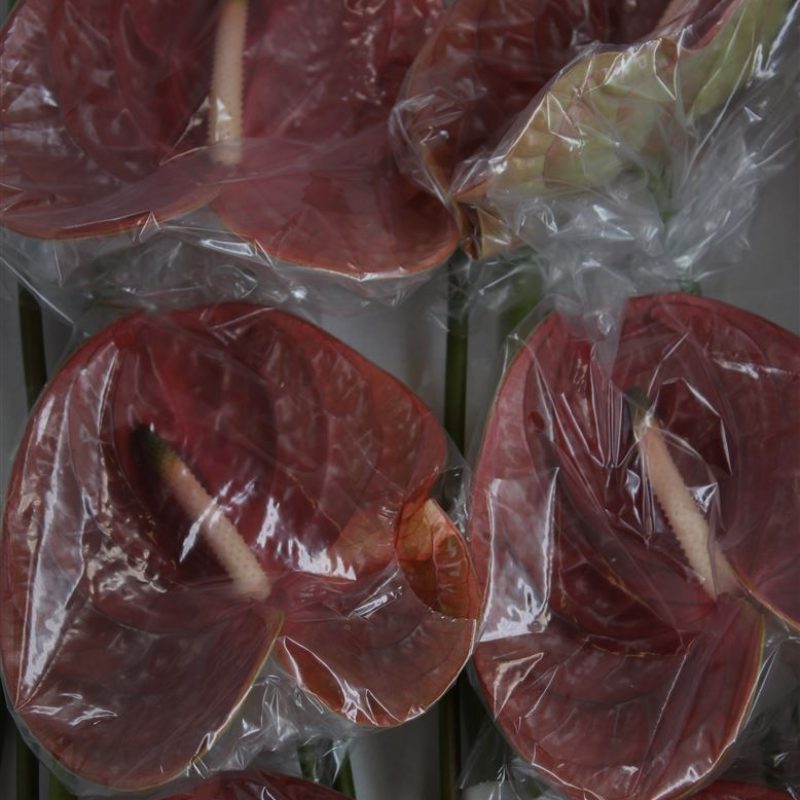 Anthurium Cognac Anthurium Cognac