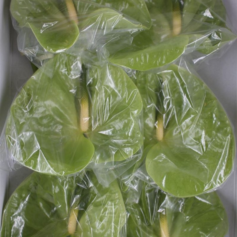 Anthurium Midori Anthurium Midori