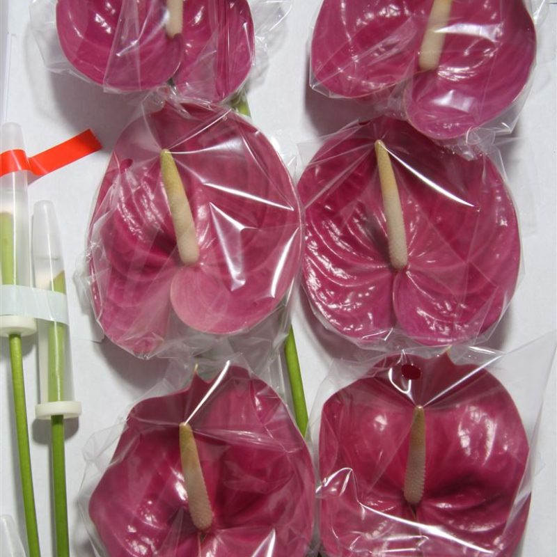 Anthurium Milanello Anthurium Milanello