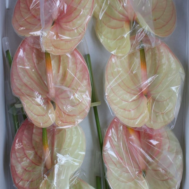 Anthurium Nunzia Anthurium Nunzia
