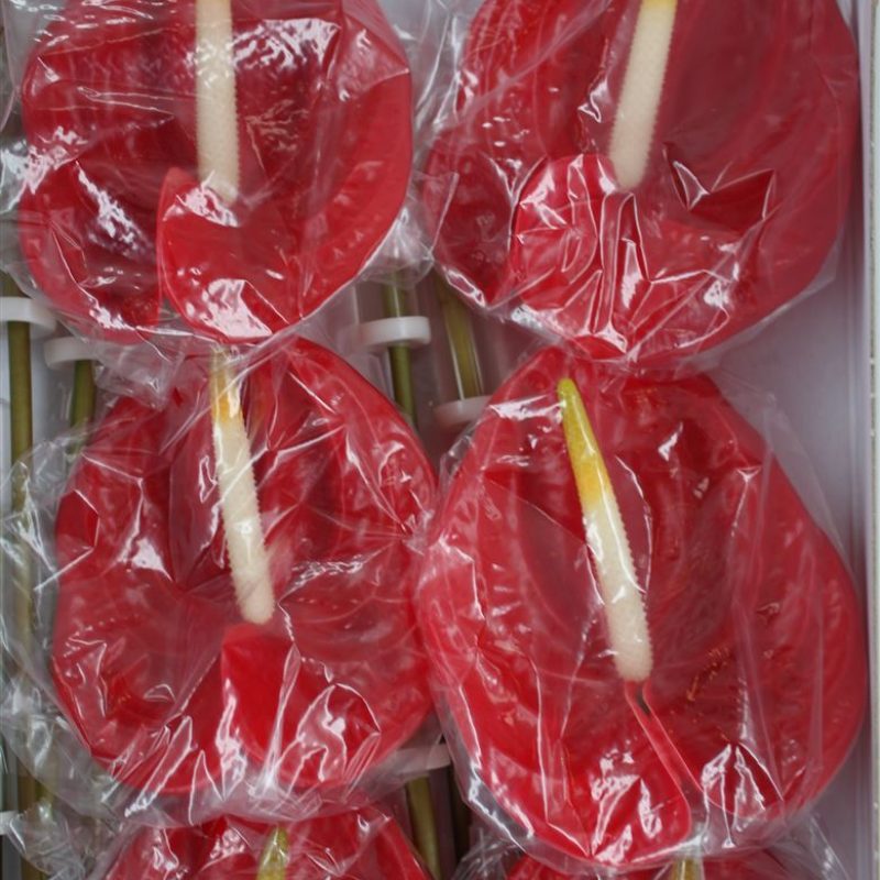 Anthurium Tropical Anthurium Tropical