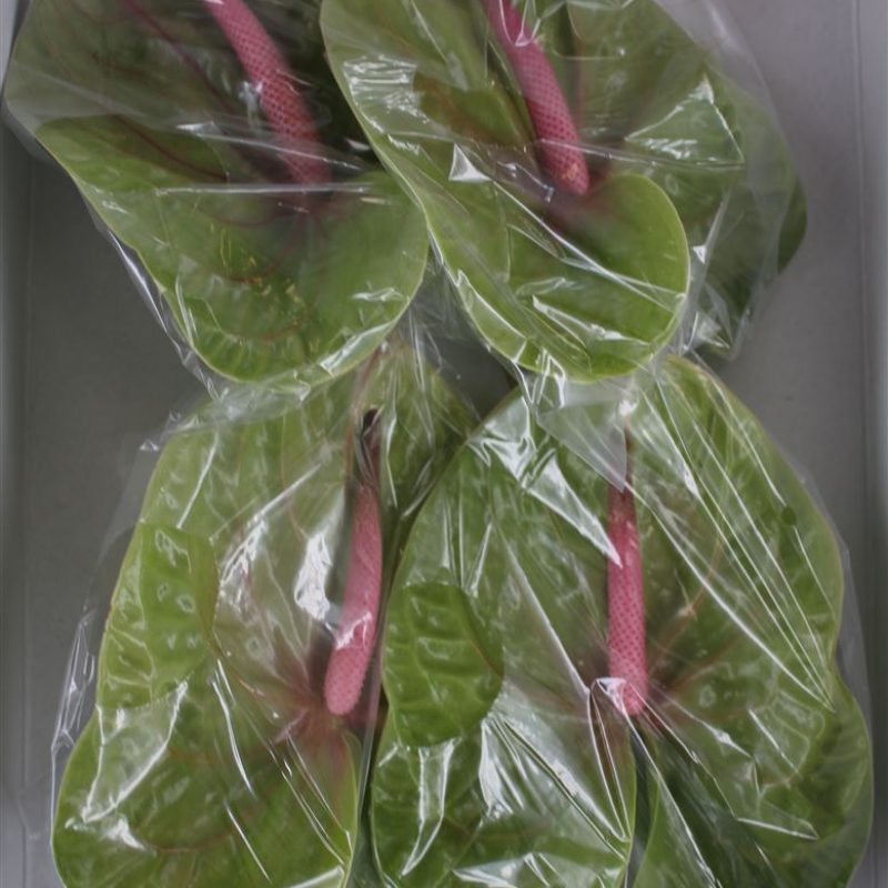 Anthurium Verino Anthurium Verino