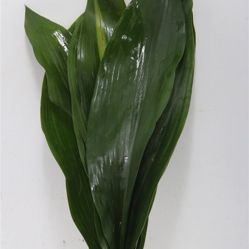 Aspadistra Leaf Aspadistra Leaf