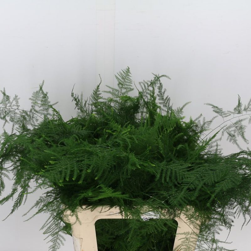 Asparagus Fern Asparagus Fern