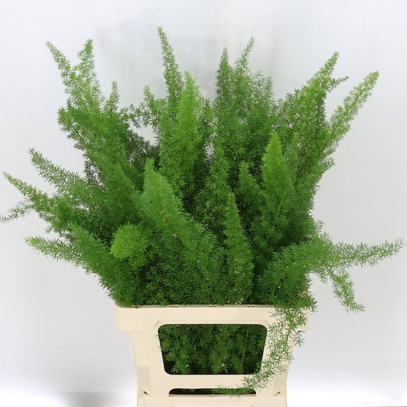 Asparagus Meyers Asparagus Meyers