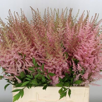 Astilbe-Erica-Pink
