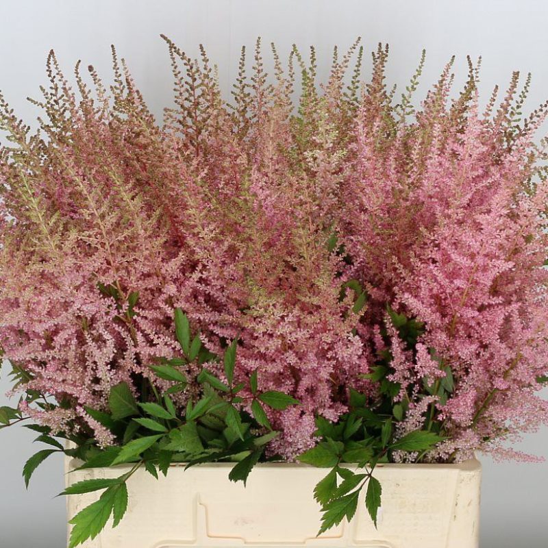Astilbe Erica Pink Astilbe Erica Pink