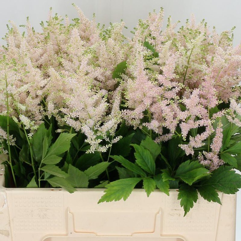 Astilbe Europa Astilbe Europa