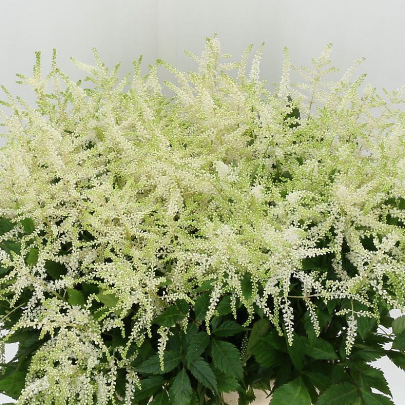Astilbe White Astilbe White