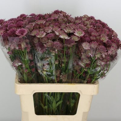 Astrantia Roma