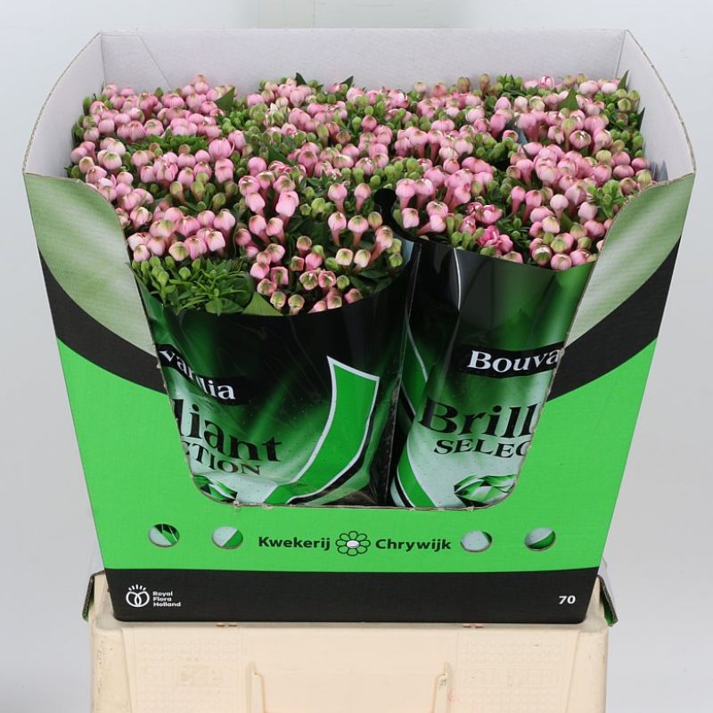 Bouvardia Dark Pink Bouvardia Dark Pink