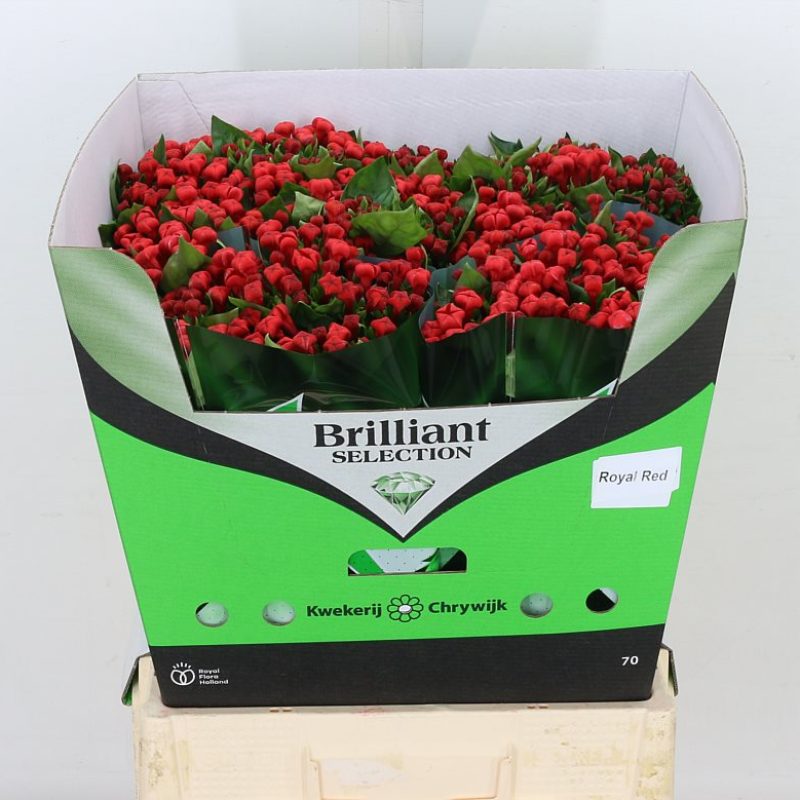 Bouvardia Red Bouvardia Red
