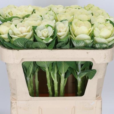 Brassica White Crane