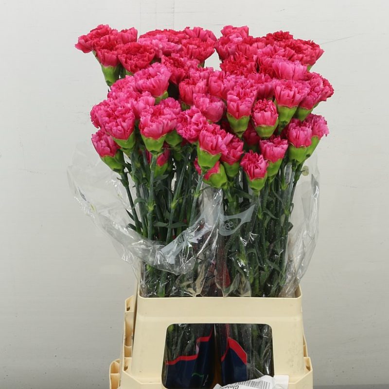 Cerise Carnation