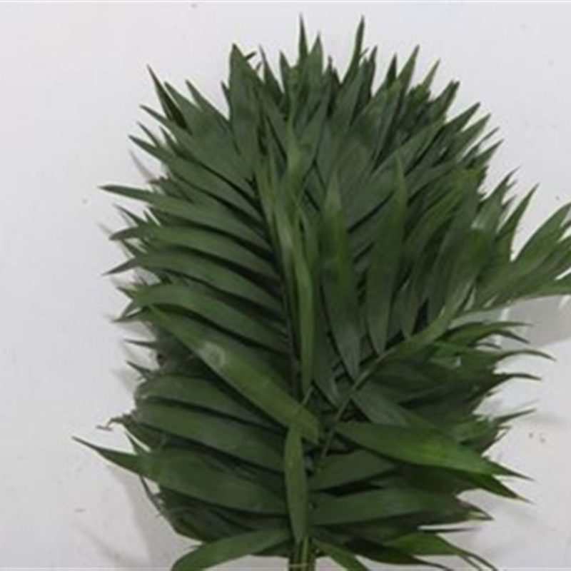 Chico-Palm Chico-Palm