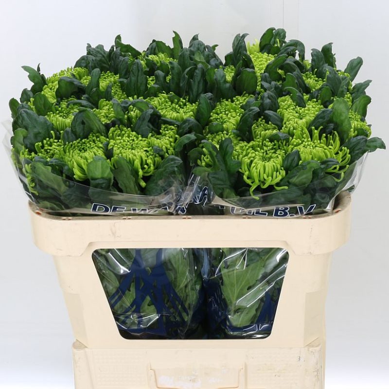 Chrysanth-Anastacia-Green