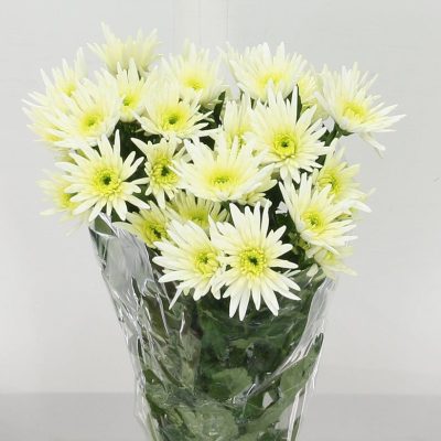 Chrysanth Deliane White