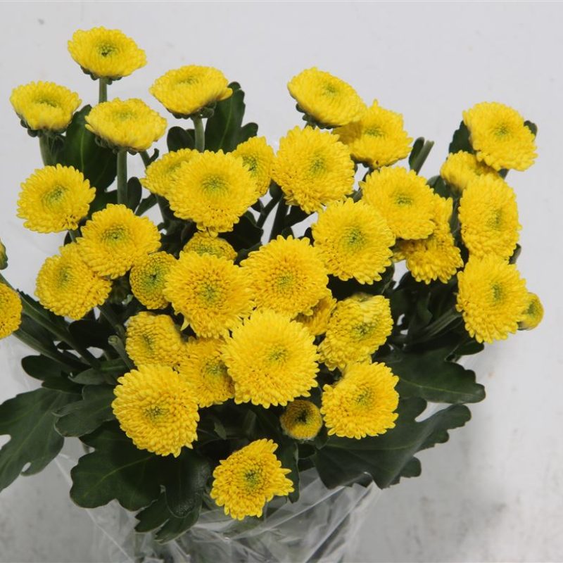 Chrysanth Limoncello
