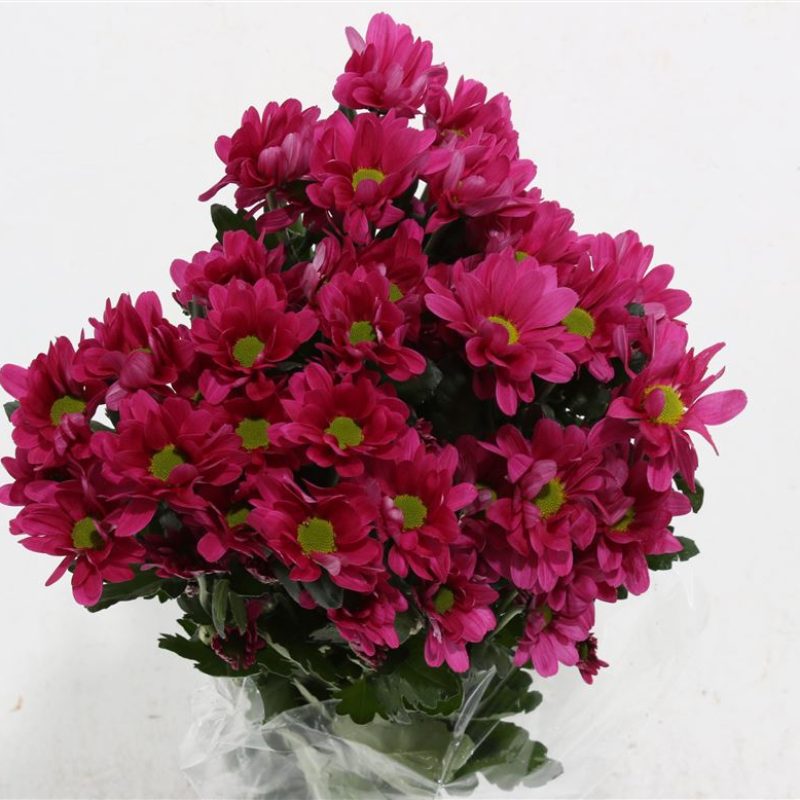 Chrysanth Memphis Dark
