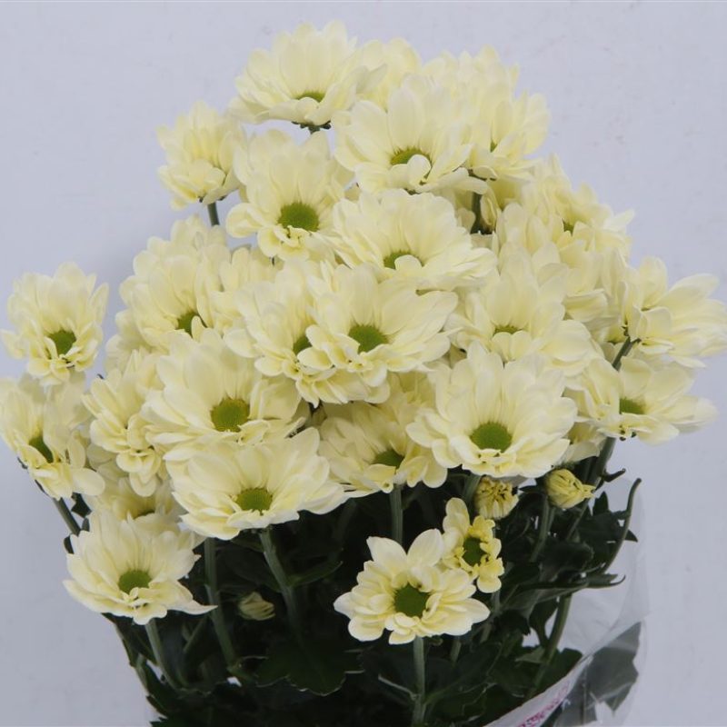 Chrysanth Prosecco