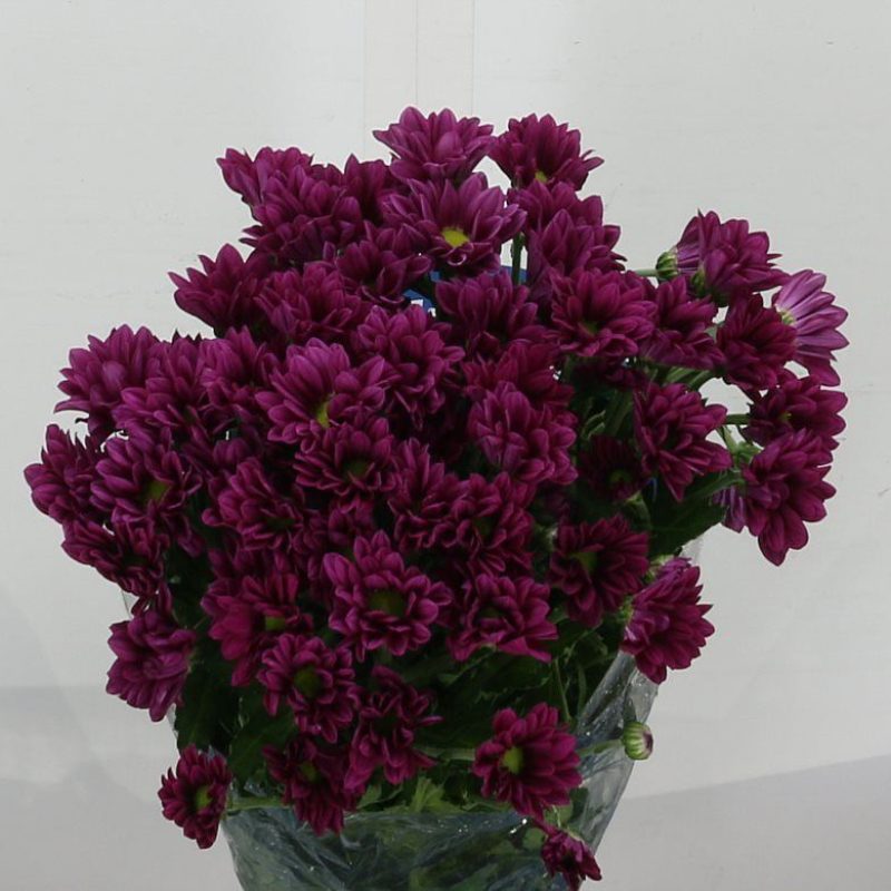 Chrysanth Purple Star