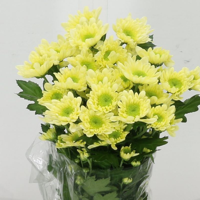 Chrysanth Radost Cream