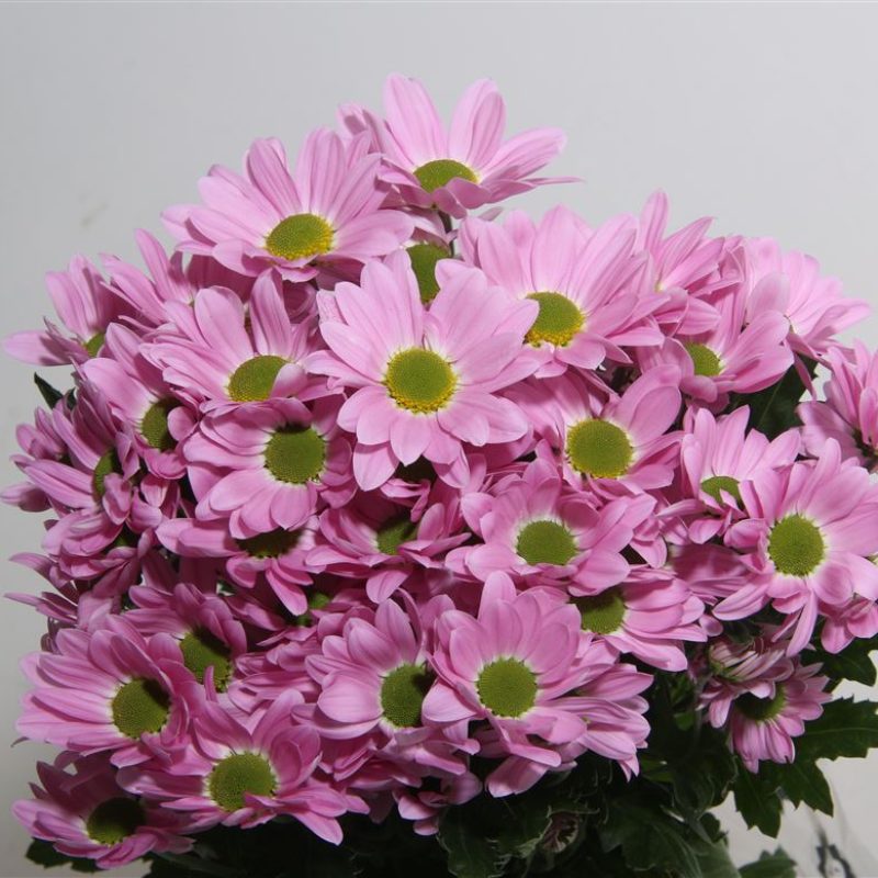 Chrysanth Rihanna