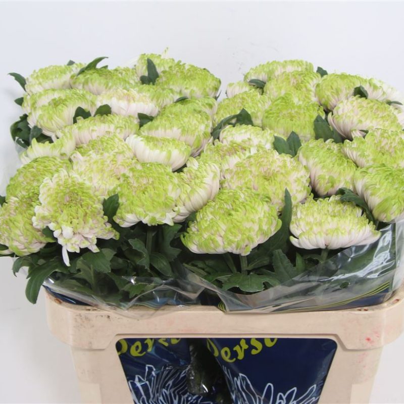Chrysanth Ross Charlotte