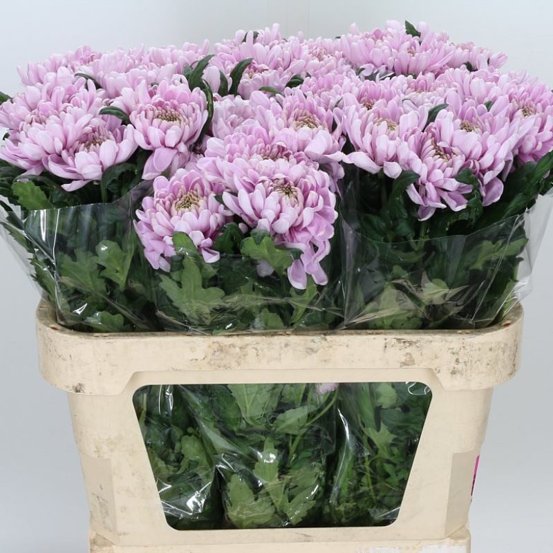 Chrysanth Rossano