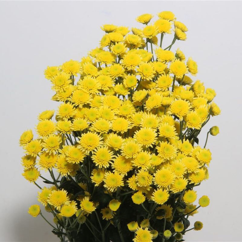 Chrysanth Stallion Yellow