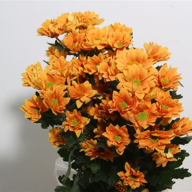 Chrysanth Woodpecker