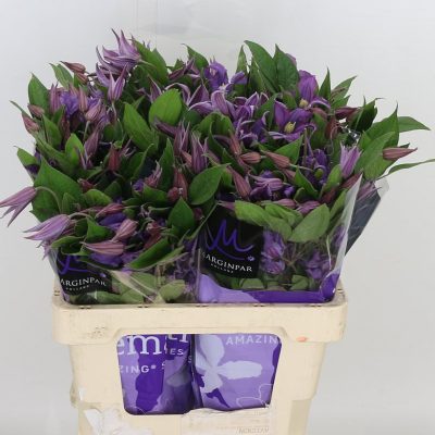 Clematis-purple