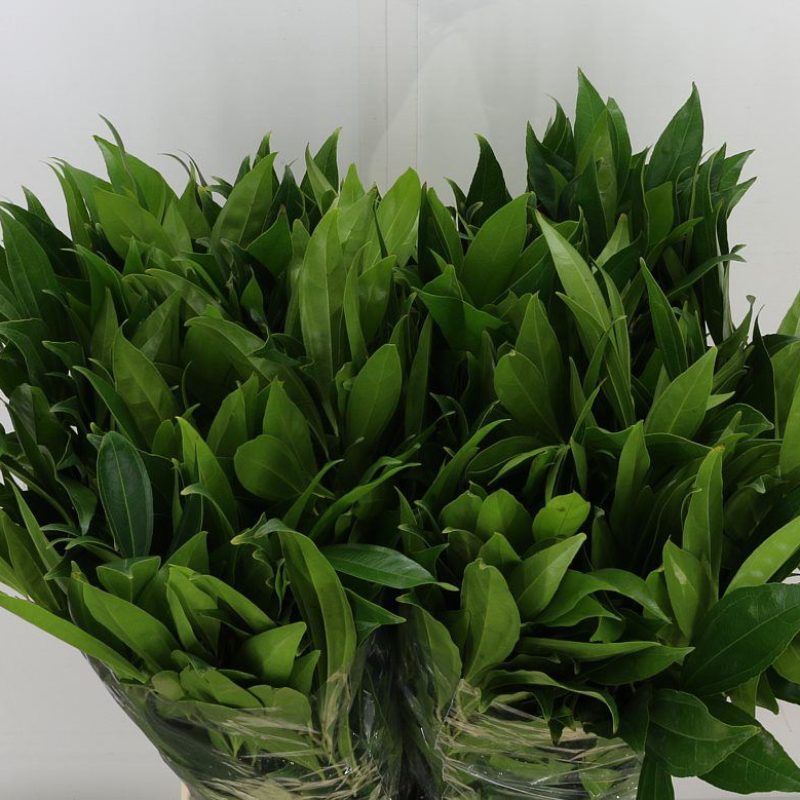 Cocculus Cocculus