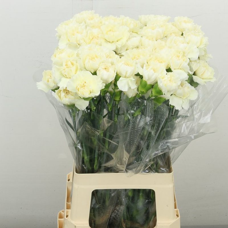 Cream Carnation