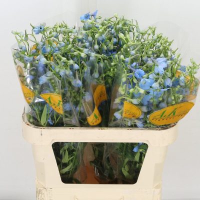 Delphinium-Light-Blue