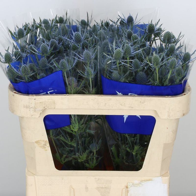 Eryngium-Dynamite Eryngium-Dynamite