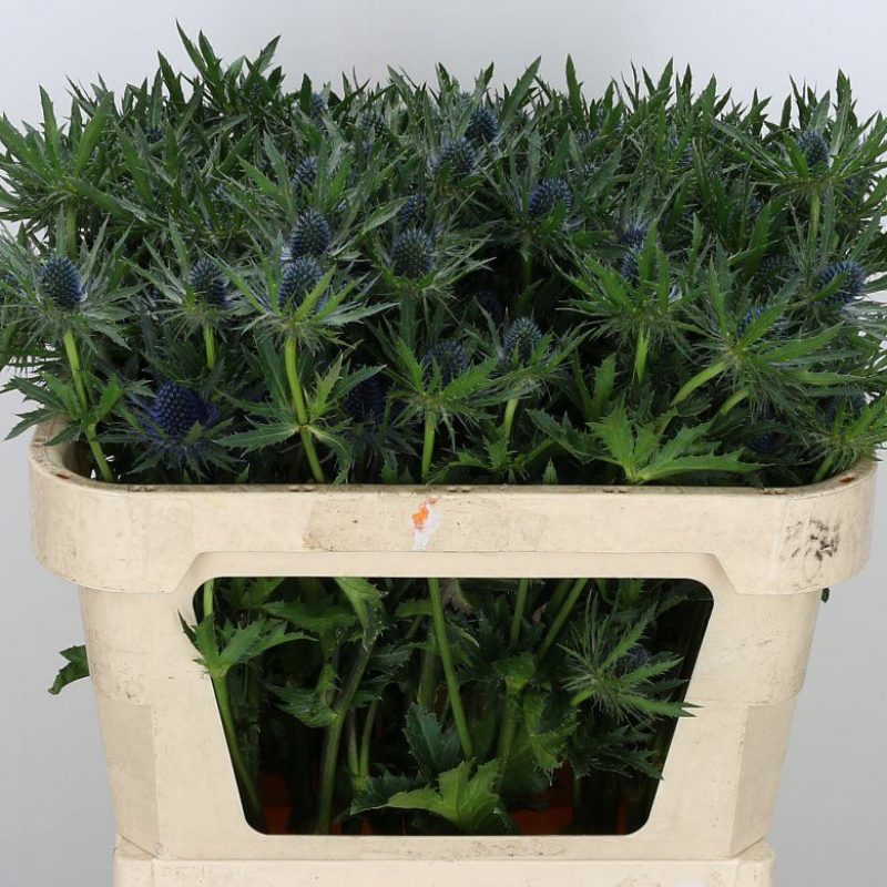Eryngium-Orion-Qstar Eryngium-Orion-Qstar