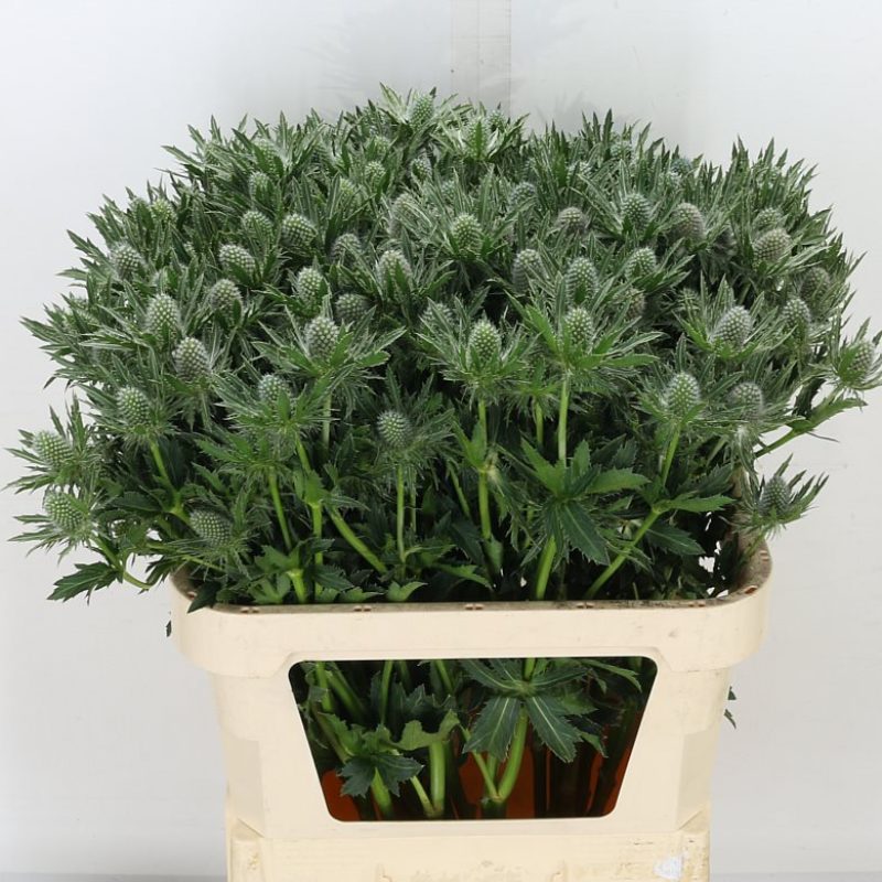 Eryngium-Sirius-Qstar Eryngium-Sirius-Qstar