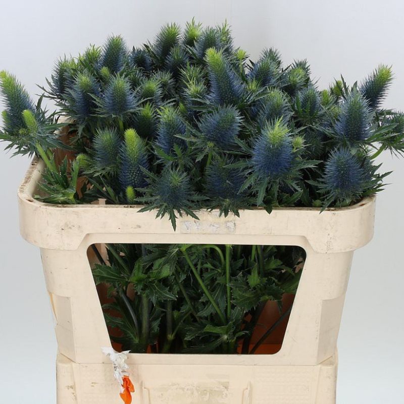 Eryngium-Supernova-Qstar Eryngium-Supernova-Qstar