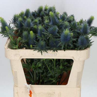 Eryngium-Supernova-Qstar