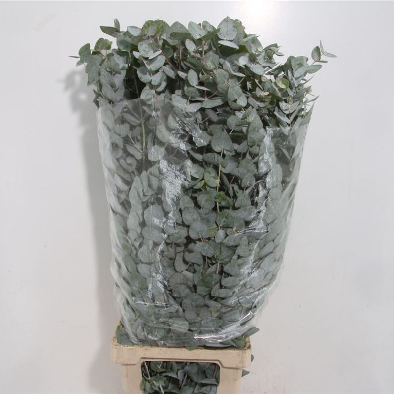 Euc Cinerea Euc Cinerea