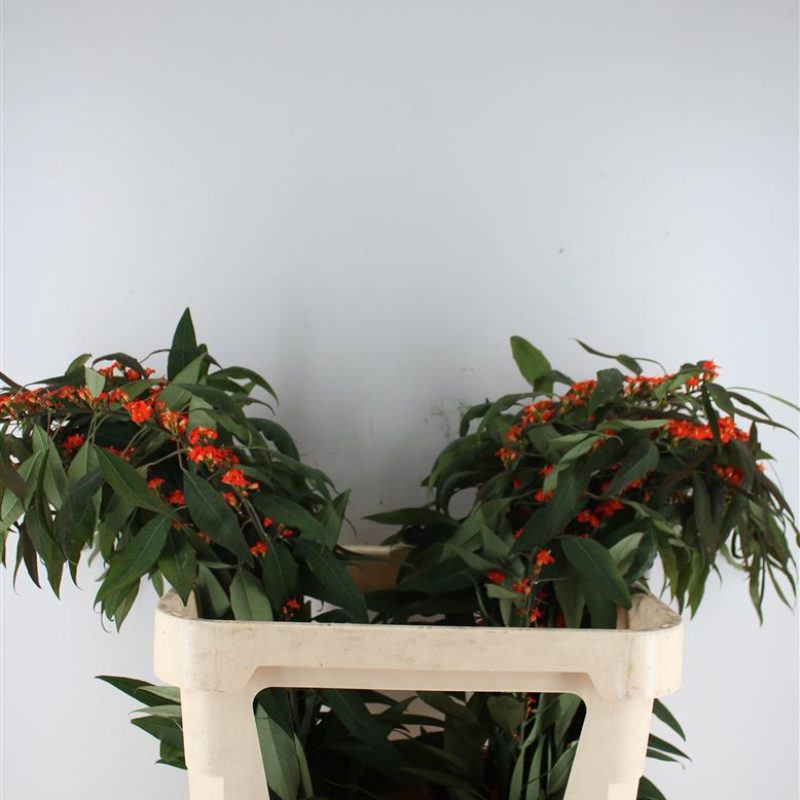 Euphorbia Orange Queen Euphorbia Orange Queen