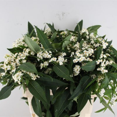 Euphorbia White (quicksilver)