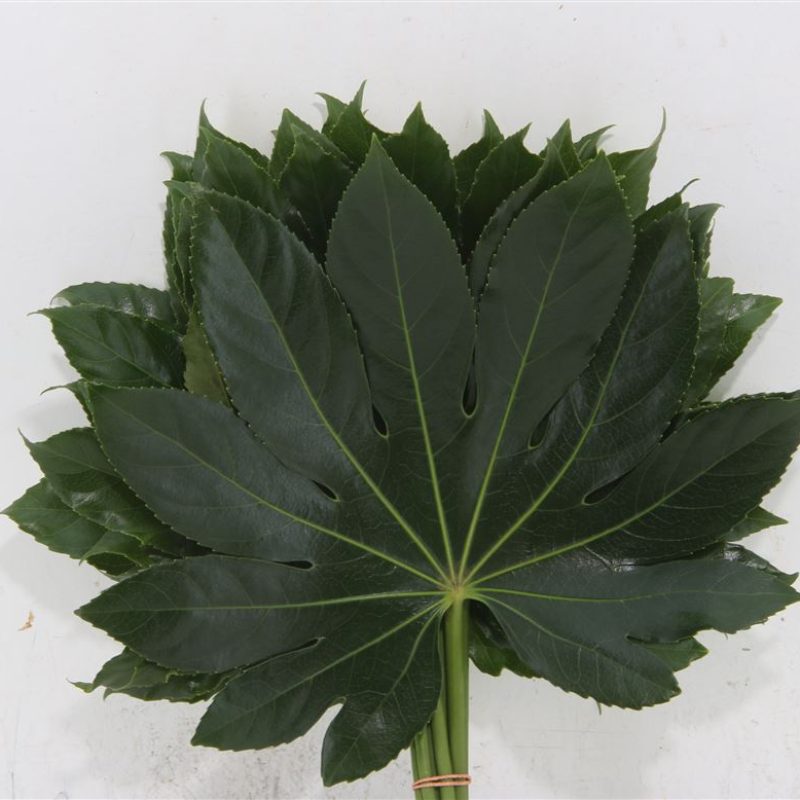 Fatsia-Large Fatsia-Large