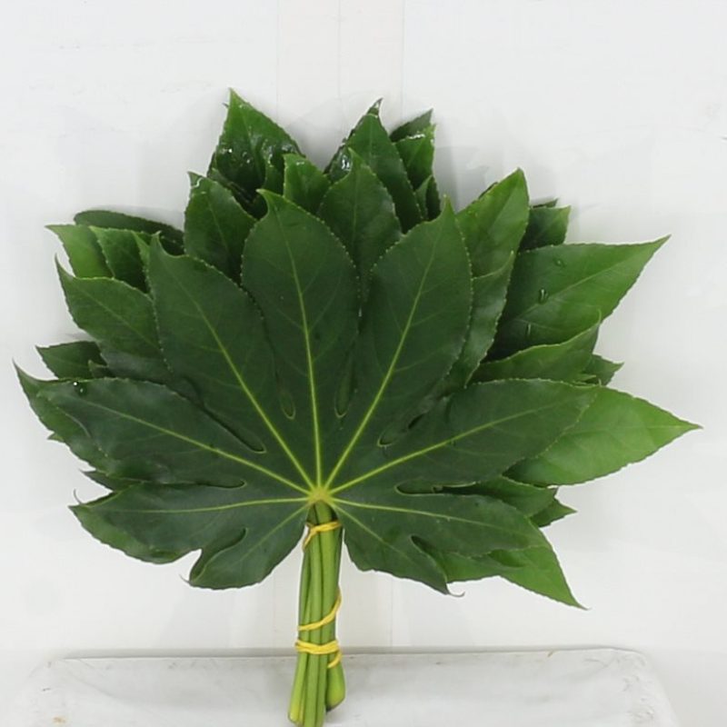 Fatsia-Small Fatsia-Small