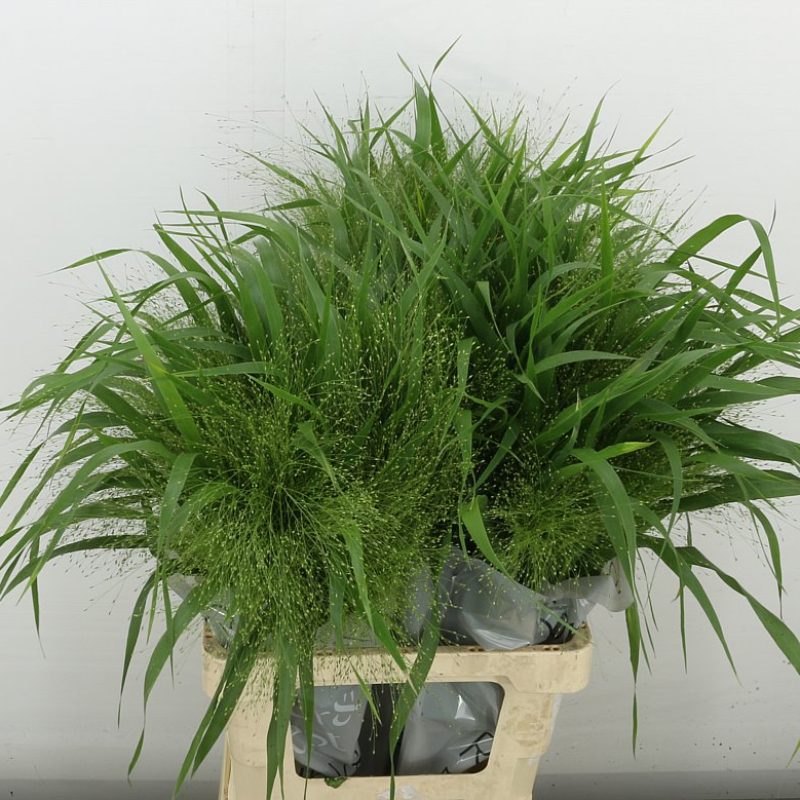 Fountain Grass Fountain Grass