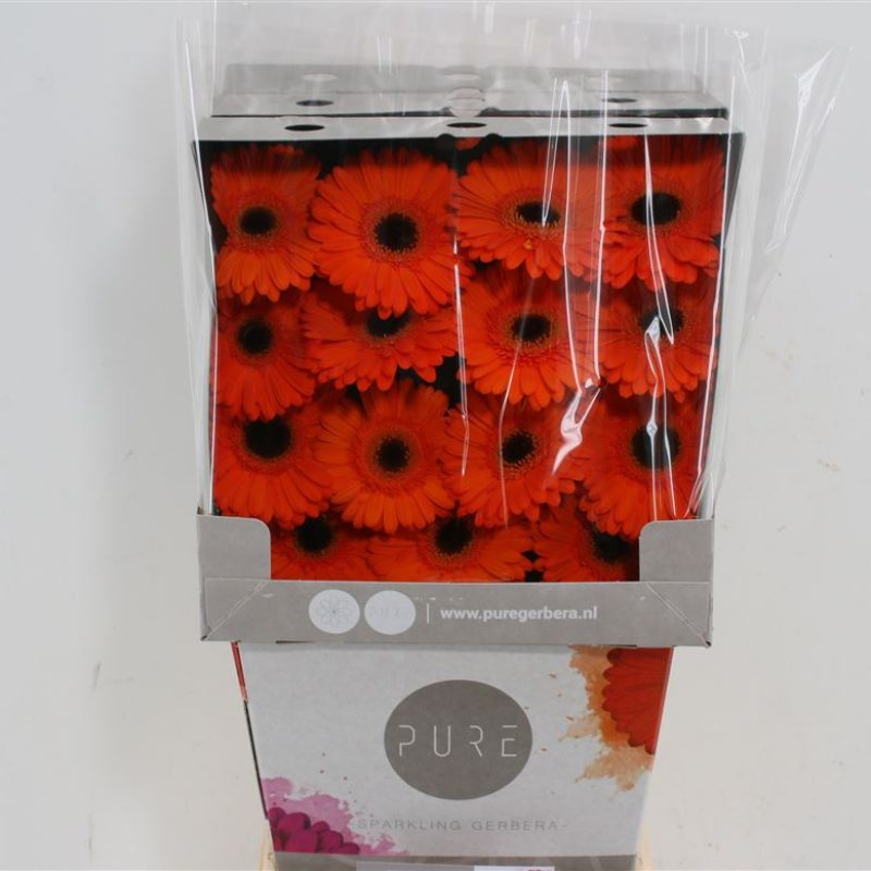 Gerbera Applause Gerbera Applause