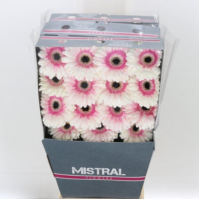 Gerbera Artist Gerbera Artist