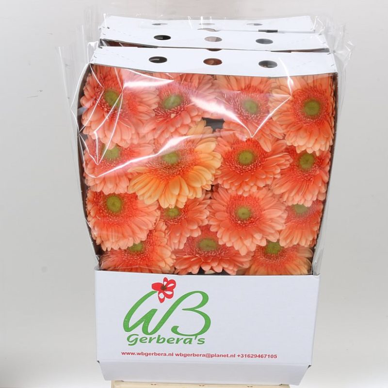 Gerbera Avignon Gerbera Avignon